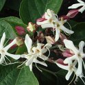 Clerodendron trichotomum fleur
